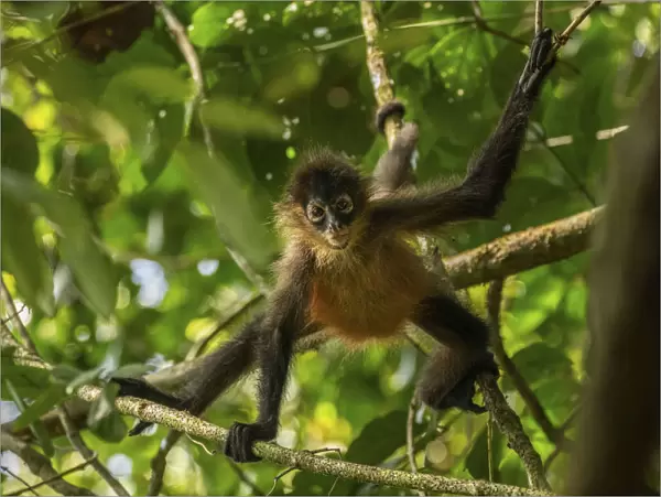 Central American spider monkey (Ateles geoffroyi) juvenile, Corcovado National Park