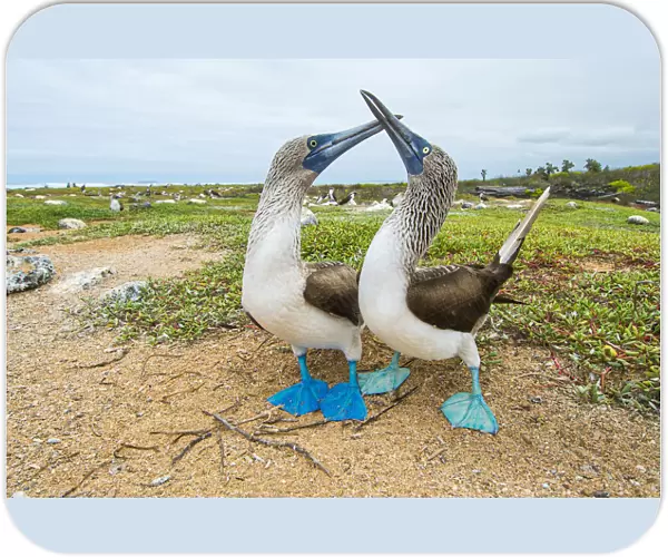 Blue-footed booby (Sula nebouxii) courting pair, South coast, Santa Cruz Island