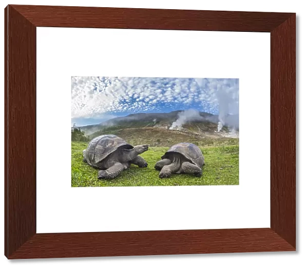 Alcedo giant tortoises (Chelonoidis vandenburghi) and volcanic landscape with fumeroles