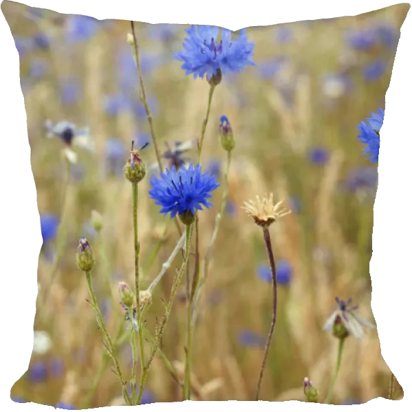 Cornflowers (Centaurea cyanus), locally rare plant, Probably not native at this site