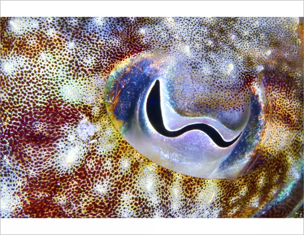 Cuttlefish (Sepia officinalis) close up of eye, Tenerife, Canary Islands
