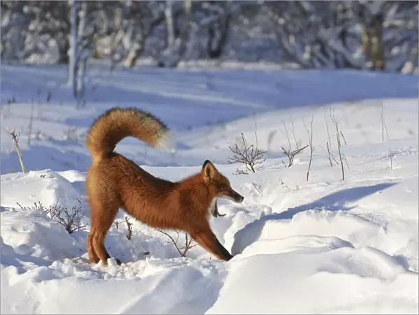 Red fox (Vulpes vulpes) fox waking up from sleep in den in deep snow
