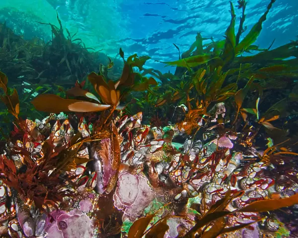 Gooseneck barnacles (Pollicipes Polymerus) amongst kelp, Nakwakto Rapids