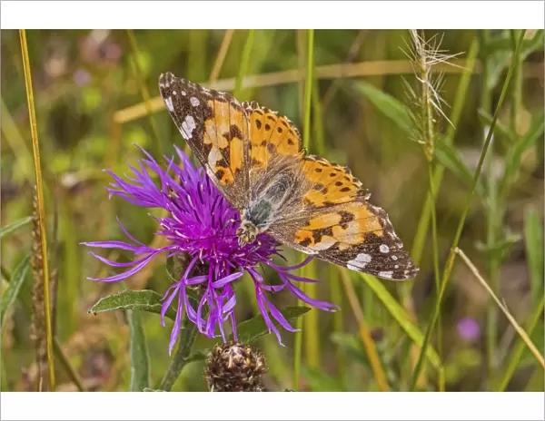 Painted lady butterfly (Vanessa cardui) feeding on knapweed Sutcliffe Park Nature
