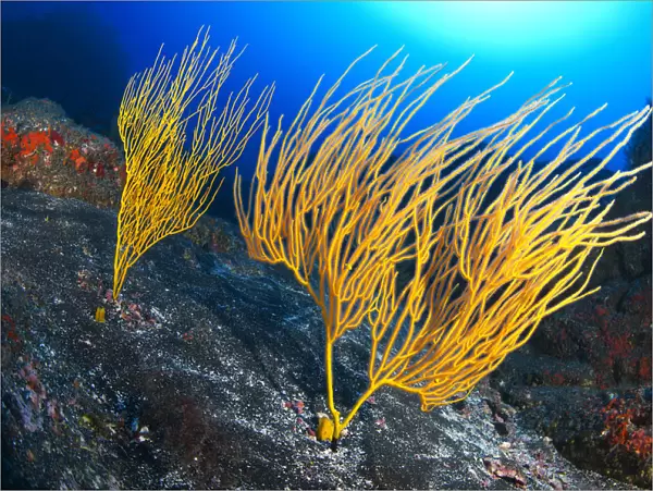 Yellow seafan (Leptogorgia viminalis) La Gomera, Canary Islands