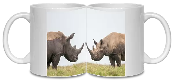 Black rhino (Diceros bicornis) and White Rhino (Ceratotherium simum) bulls facing off