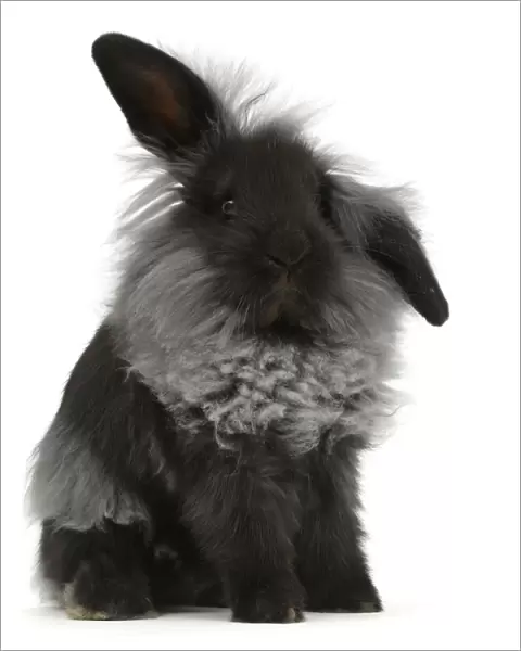 RF - Black Lionhead rabbit, sitting. (This image may be licensed either as rights