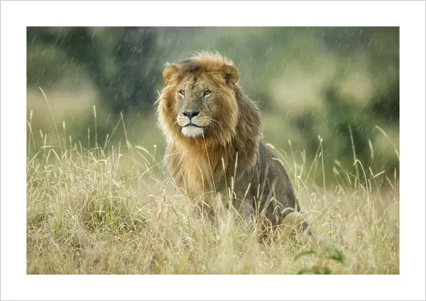 Male Lion (Panthera leo) sitting in the rain, Masai-Mara game reserve, Kenya