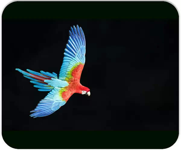 Red-and-green macaw (Ara chloropterus) in flight, Pantanal, Brazil. August