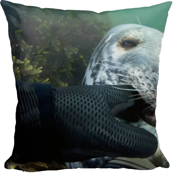 Grey seal (Halichoerus grypus) biting divers glove, Lundy Island, Bristol Channel
