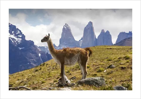Guanaco (Lama guanicoe) in grassland with Torres del Paine rock towers in background
