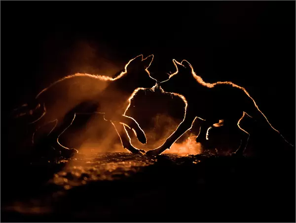 Wild dog (Lycaon pictus) two pups playing in dust, Mkuze, South Africa. August