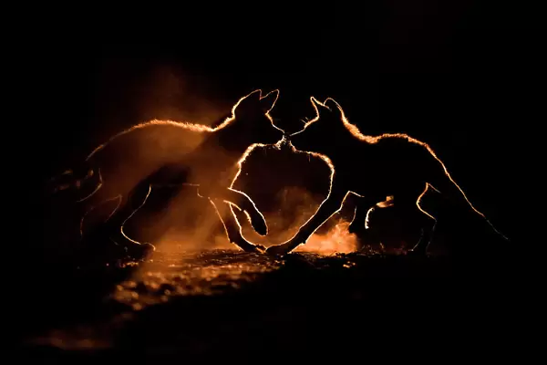 Wild dog (Lycaon pictus) two pups playing in dust, Mkuze, South Africa. August