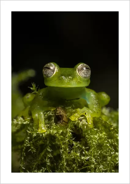 Portrait of a male Emerald glass frog (Espadarana prosoblepon) Ecuador