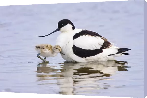 Pied avocet (Recurvirostra avosetta) adult parent and chick together. Suffolk, UK. June