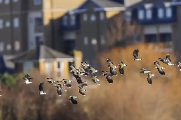 Northern lapwing (Vanellus vanellus) flock flying past houses of west London. London, UK