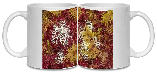 Commuity of mosses predominately red Sphagnum Moss (Sphagnum sp