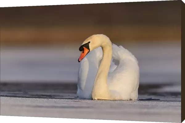 Mute swan (Cygnus olor) swimming in a small pool of frozen lake, Richmond Park, London