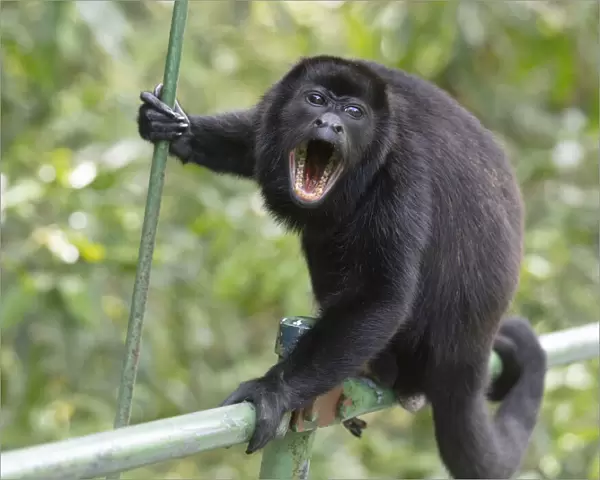 Male Mantled howler monkey (Alouatta palliata) on foot bridge
