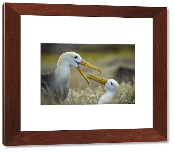 Pair of Waved albatross (Phoebastria irrorata) courtship, Espanola Island, Galapagos