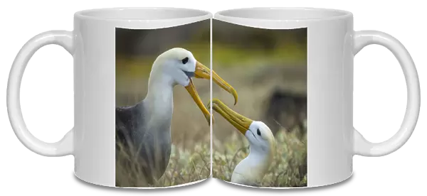 Pair of Waved albatross (Phoebastria irrorata) courtship, Espanola Island, Galapagos