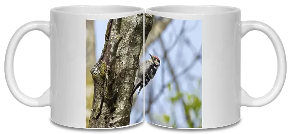 Male Lesser spotted woodpecker (Dryobates minor) perching on tree trunk, Germany, Europe. May