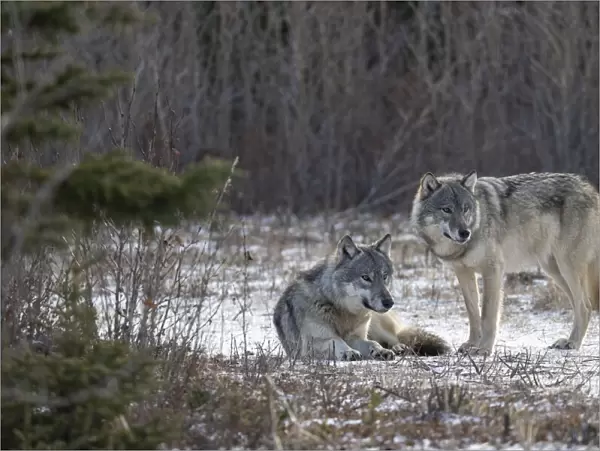 Matriarch Timber wolf (Canis lupus lycaon) sitting next to alpha male standing in snow. Hudson Bay, Manitoba, Canada