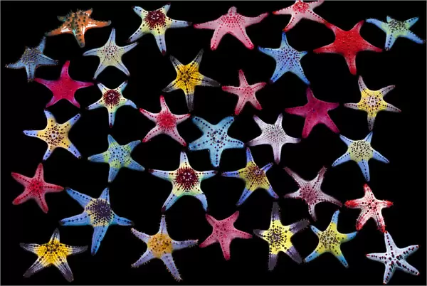 Honeycomb  /  Cushion starfish (Pentaceraster alveolatus) composite image on black background showing colour variations Malapascua Island, Philippines, Indo-Pacific species