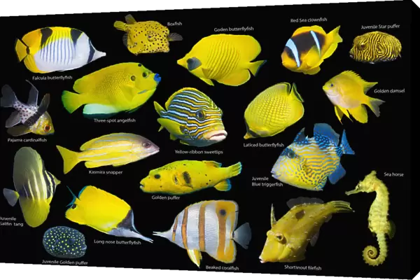 Yellow tropical reef fish composite image on black background, Falcula butterflyfish (Chaetodon falcula), Yellow boxfish (Ostracion cubicus), Golden butterflyfish (Chaetodon semilarvatus), Red Sea clownfish (Amphiprion bicinctus)