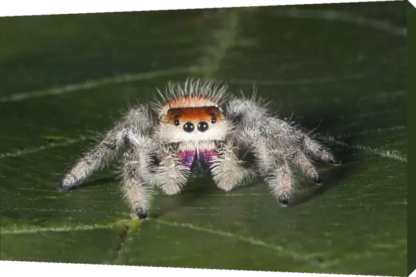 Cardinal jumper (Phidippus cardinalis) spider on a leaf, Florida, USA. Controlled conditions