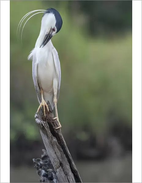 Black-crowned night heron (Nycticorax nycticorax) perched on a stump, preening, Allahein river, The Gambia