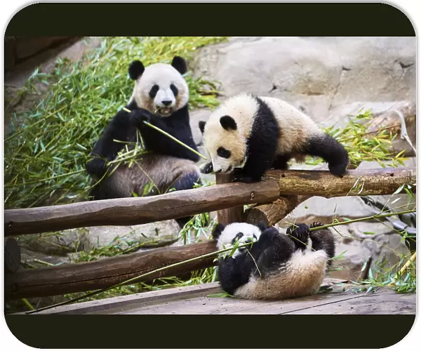 Giant panda (Ailuropoda melanoleuca) Huan Huan, eating bamboo watching her twin cubs, Yuandudu and Huanlili, aged 8 months, playing and eating bamboo, Beauval ZooPark, France, April, 2022. Captive