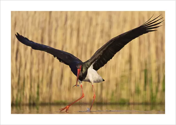 Black stork (Ciconia nigra) fishing, Pusztaszer reserve, Hungary. May