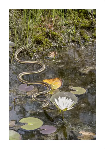 Ribbon snake (Thamnophis saurita) gliding over water surface towards a Fragrant water lily (Nymphaea odorata), Webbs Mill bog, Pinelands National Preserve, New Jersey, USA. August