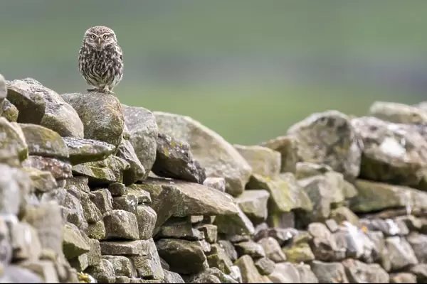 Little owl (Athene noctua) perched on a dry stone wall, NorthYorkshire, UK. June, 2021