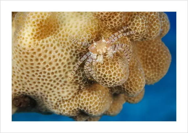 An endemic Hawaiian pom-pom crab  /  Boxer crab (Lybia edmondsoni) carrying a juvenile Anemone (Triactis producta) in its claws as a defense mechanism. A mutualistic symbiosis, with the anemone being transported around