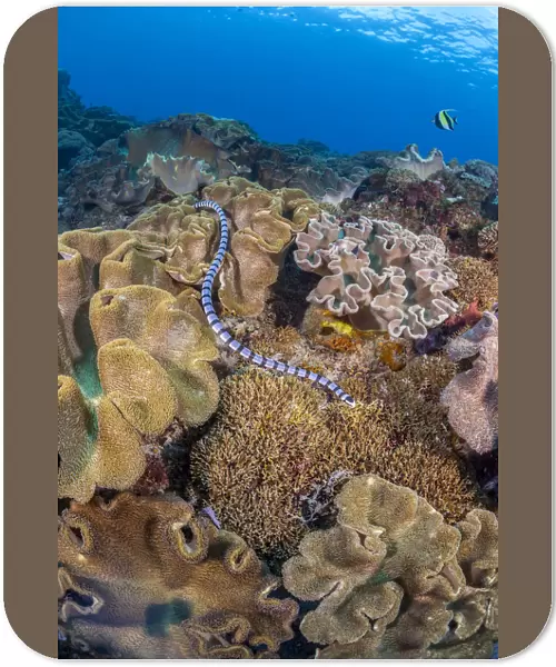 A venomous Banded sea krait  /  Yellow-lipped sea krait (Laticauda colubrina) swimming over a coral reef, Nusa Penida, Bali, Indonesia, Pacific Ocean