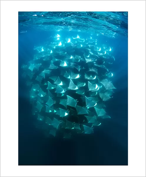Large school of Munks devil rays (Mobula munkiana) aggregating. West Coast of Baja California Peninsula, Mexico. Pacific Ocean