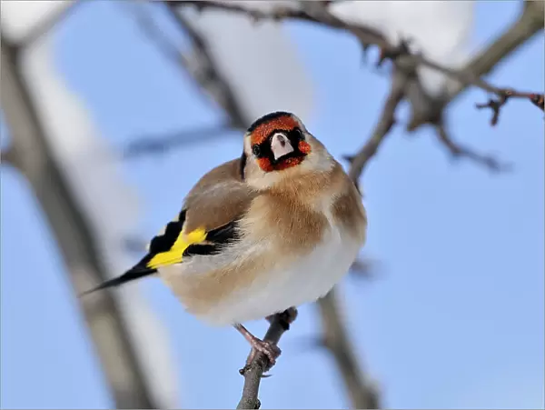 Goldfinch (Carduelis carduelis) perched on twig in garden hedge in winter, Scottish Borders, Scotland, December