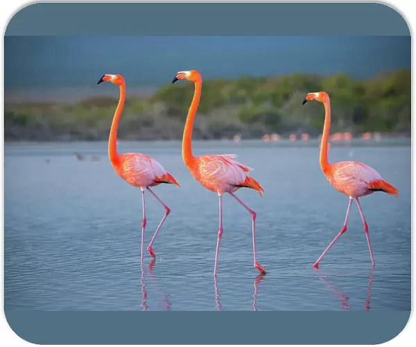 American flamingos (Phoenicopterus ruber) wading through salt pond, Quinta Playa, Isabela Island, Galapagos Islands, Ecuador