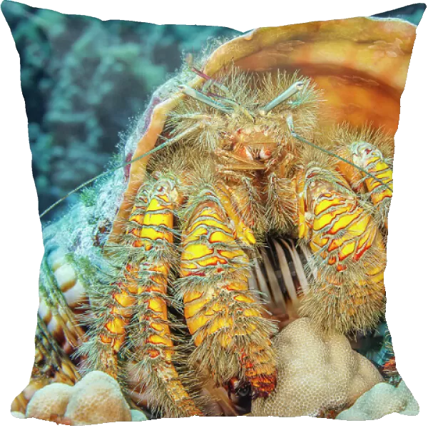 Hairy yellow hermit crab (Aniculus maximus) in its home of a Triton trumpet shell (Charonia tritonis), Hawaii, Pacific Ocean