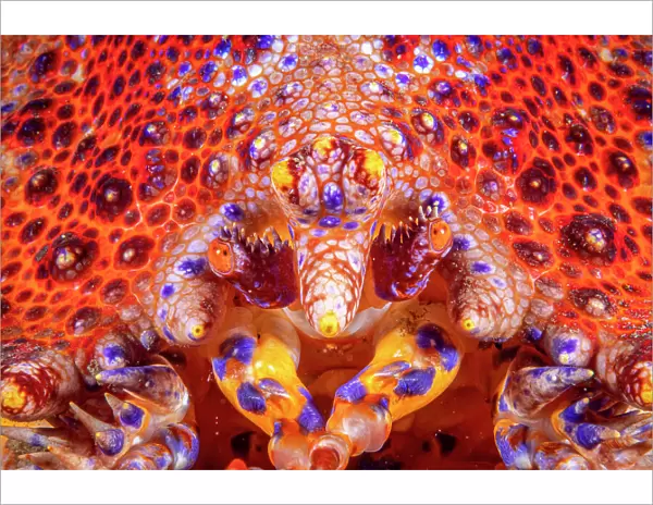 Puget Sound King crab (Lopholithodes mandtii) extreme close-up of face, Vancouver Island, British Columbia, Canada