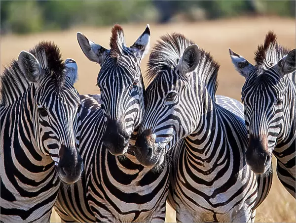 Four Common  /  Plains Zebras (Equus quagga) standing side by side, portrait, Okavango Delta, Botswana, Africa