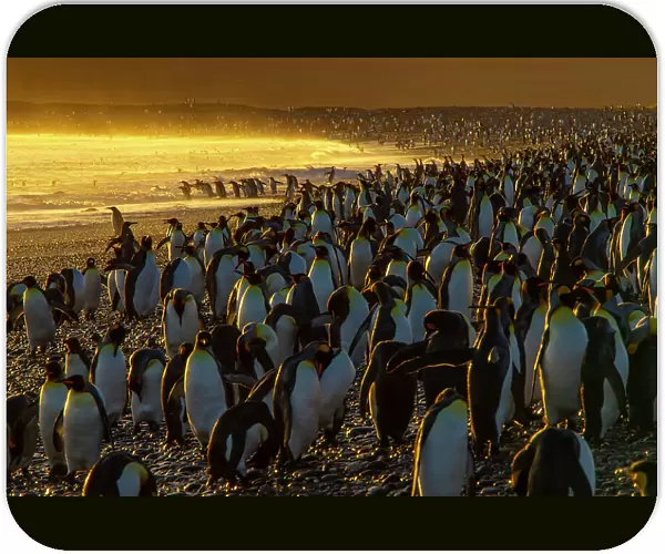 King penguin (Aptenodytes patagonicus) colony at dawn, Salisbury Plain, South Georgia
