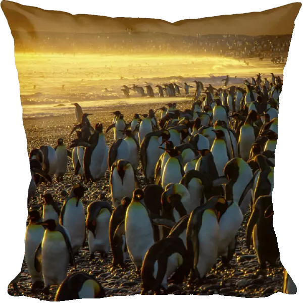 King penguin (Aptenodytes patagonicus) colony at dawn, Salisbury Plain, South Georgia