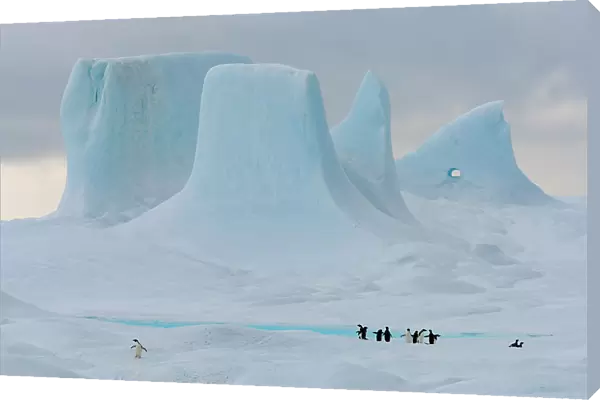 Adelie penguins (Pygoscelis adeliae) on large iceberg with towers and pinnacles in background, Weddell Sea, Antarctica