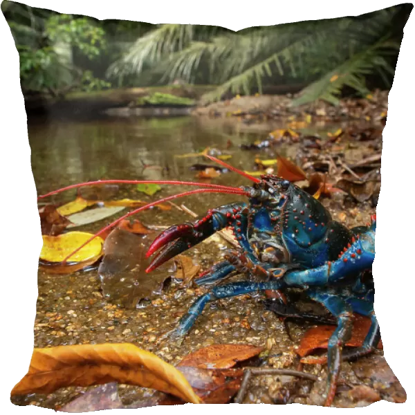 Mount Lewis spiny crayfish (Euastacus fleckeri) in defensive posture with claw raised, at edge of mountain stream, Mount. Lewis, Wet Tropics World Heritage area, Queensland, Australia. Endangered