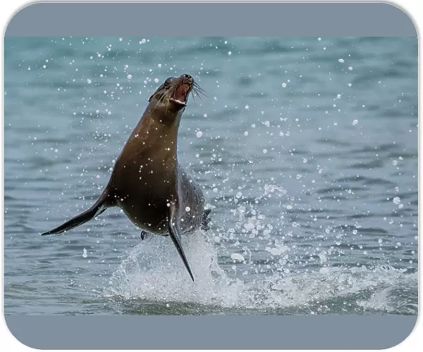 Galapagos sea lion (Zalophus wollebaeki) juvenile, jumping and playing in ocean, San Cristobal Island, Galapagos National Park, Pacific Ocean. Endangered