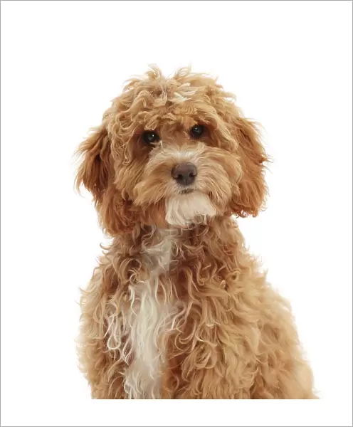 Cockapoo puppy, aged 18 weeks, portrait