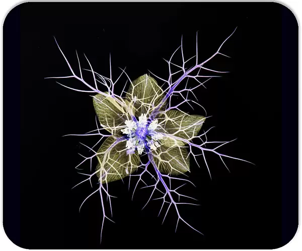 Love in a mist (Nigella damascena), pressed flower on light panel, image inverted, studio environment. See also image 01717741 which shows the same plant in visible light